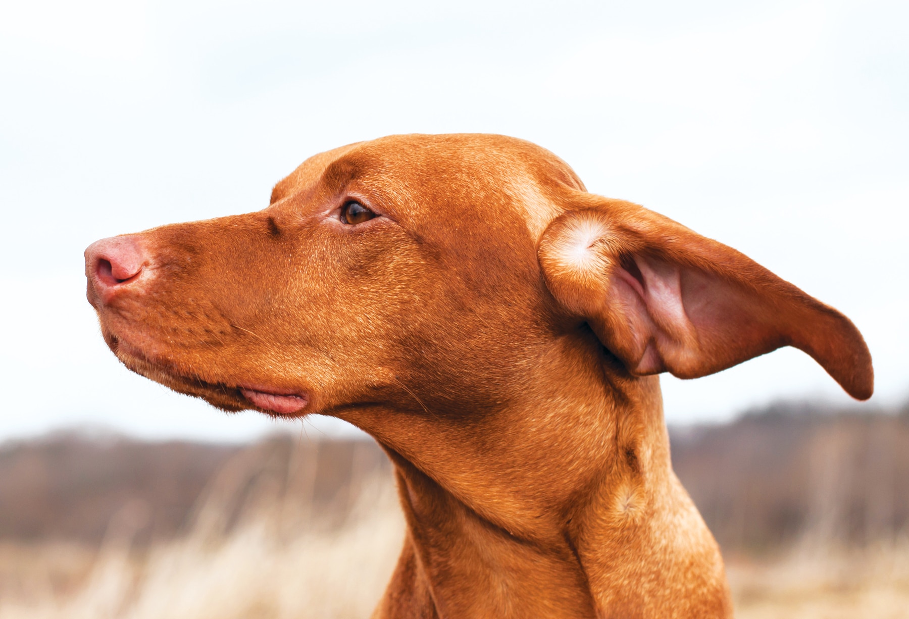 Do I Need to Clear My Canine’s Ears?