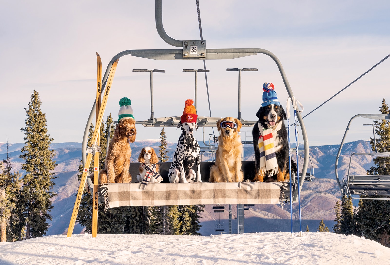 Need You Have been Proper right here! Gray Malin’s Unimaginable Footage of Canines on Journey