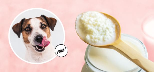 Healthful Kibble Additions – Stylish Canine Journal