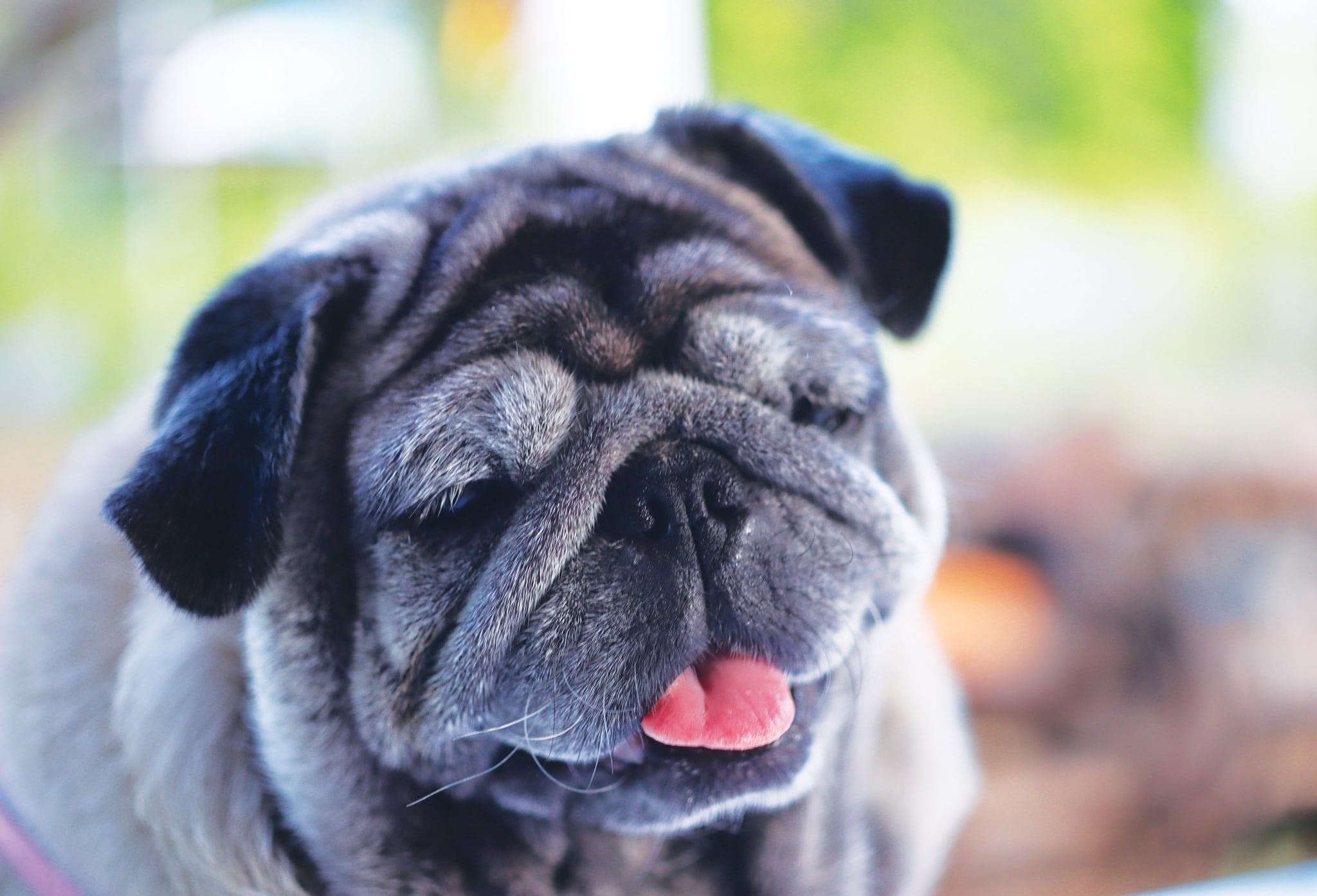 12 Strategies to Improve Your Senior Canine’s Life