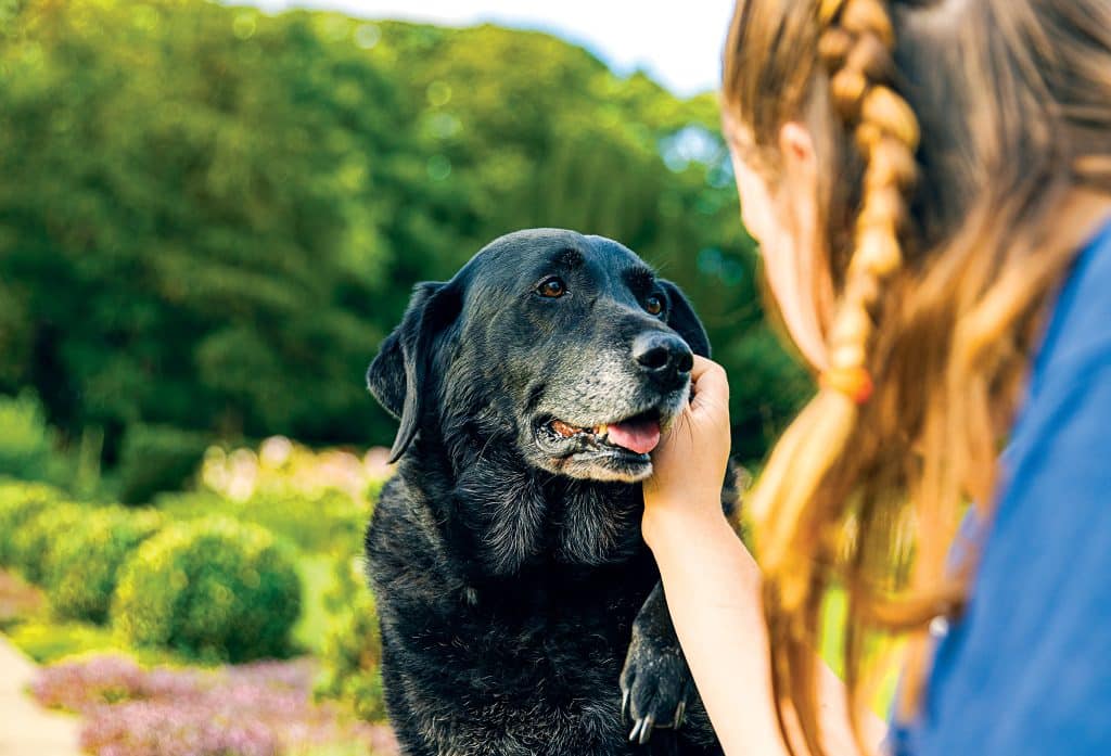 New Drug Presents Canine Fountain of Youth