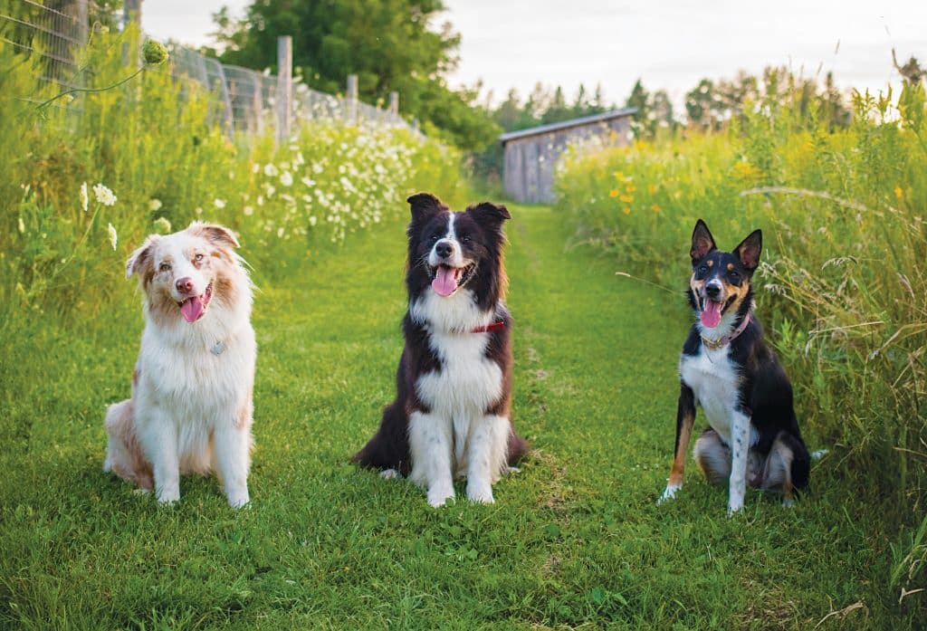 Your Yard May Be a Money-Making Private Canine Park