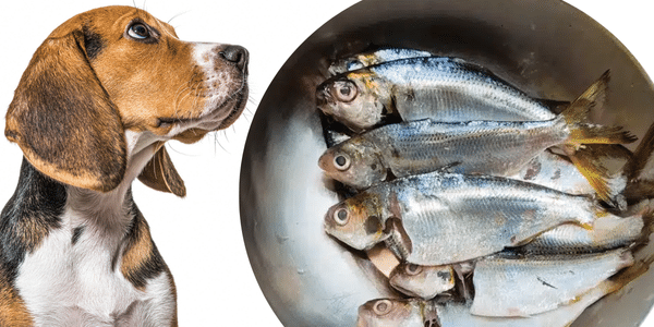 Sardines: the Superfood That Can Extend Your Canine’s Life