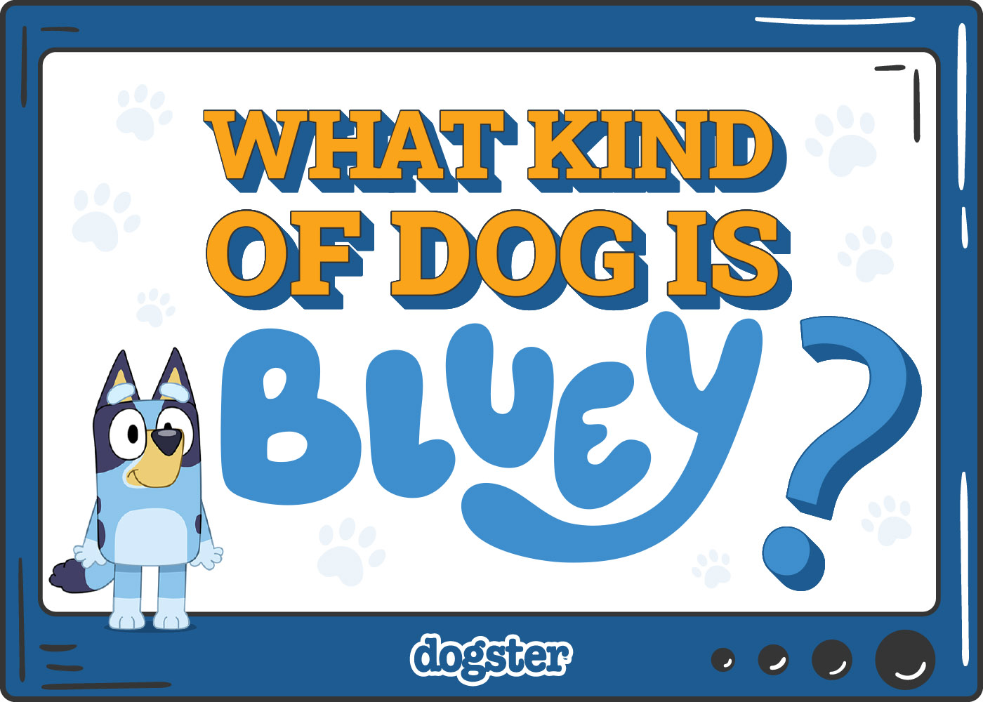 What Kind of Canine Is Bluey? Breed Particulars & Info – Dogster