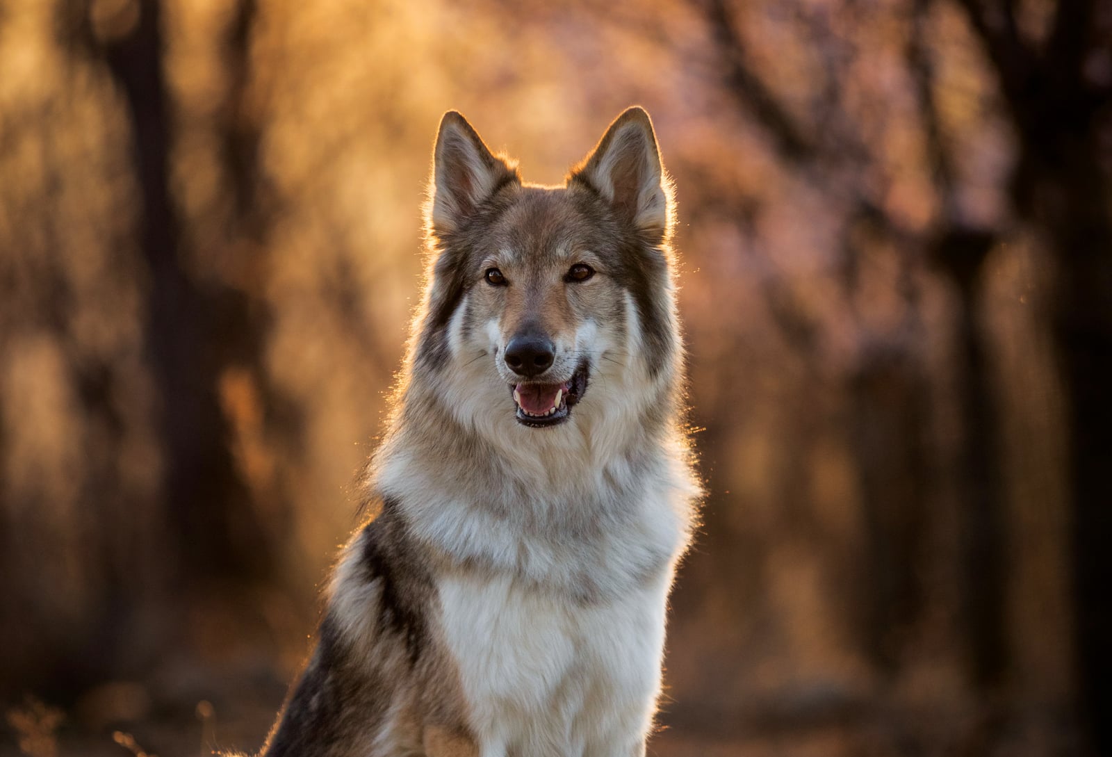 Do Wolfdogs Make Good Pets?