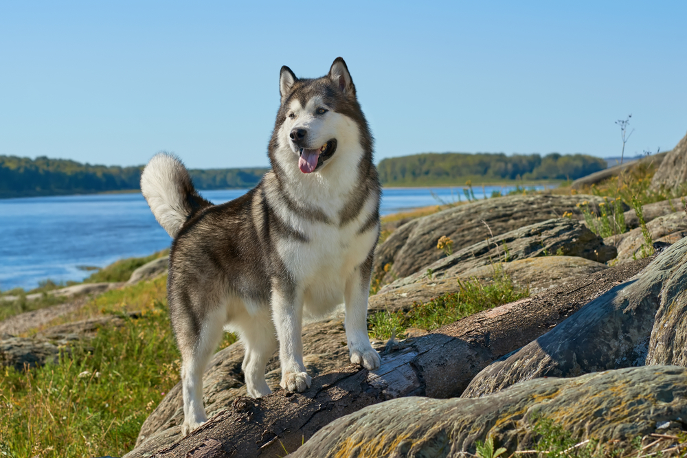 13 Vet-Verified Alaskan Malamute Data That You could Prefer to Be taught – Dogster