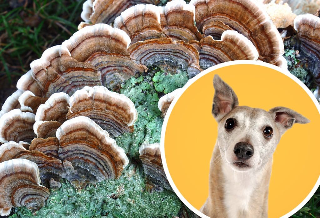 Medicinal Mushrooms for Canines – Trendy Canine Journal