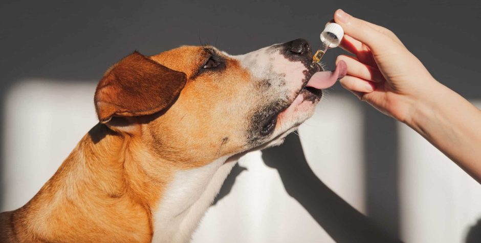 The Best CBD Merchandise for Canines of 2024