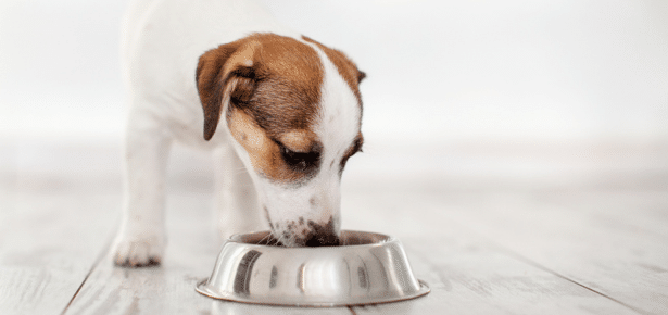 Best Dry Canine Meals of 2024