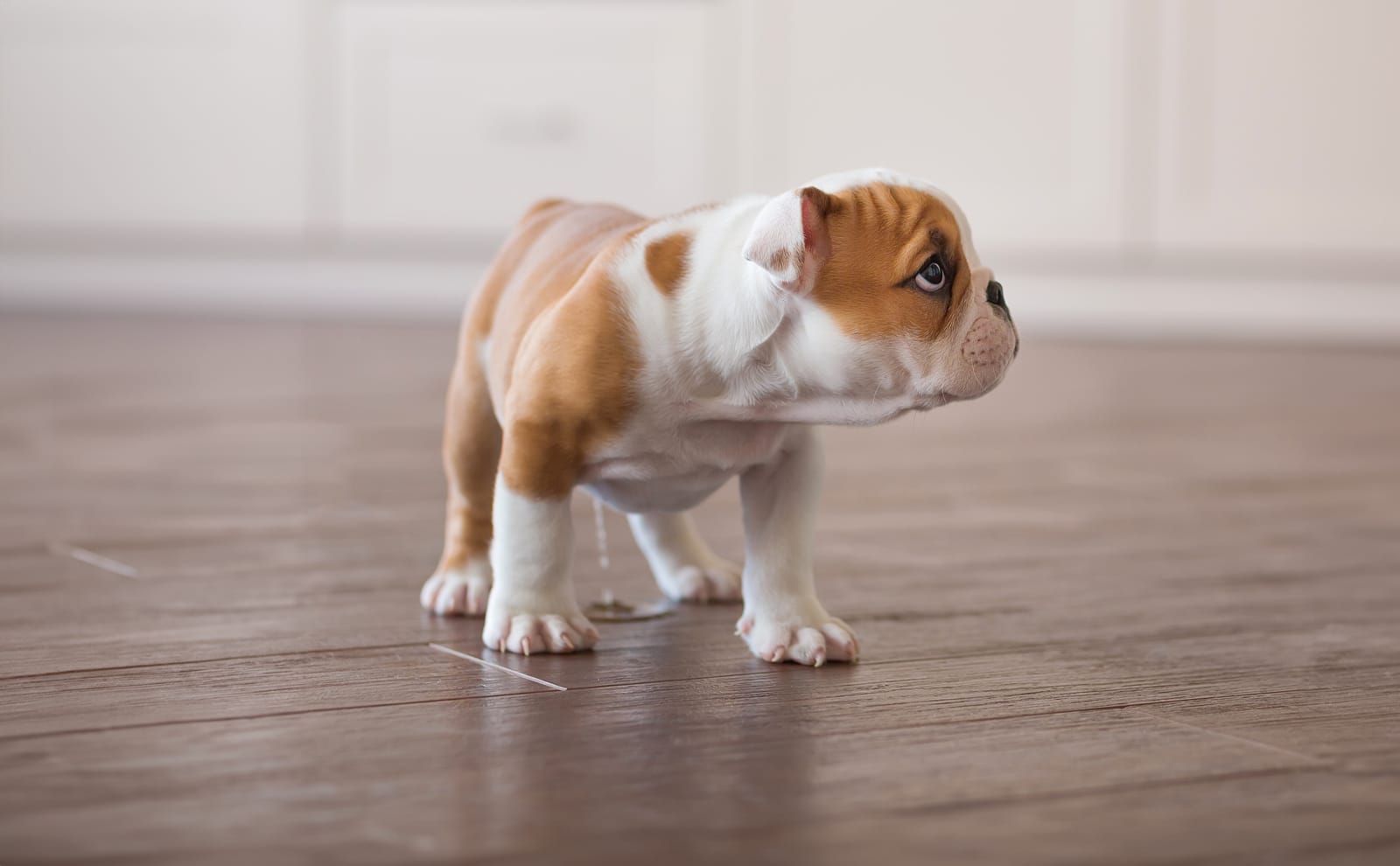 Housetraining: What to do if Your Pet Has an “Accident”