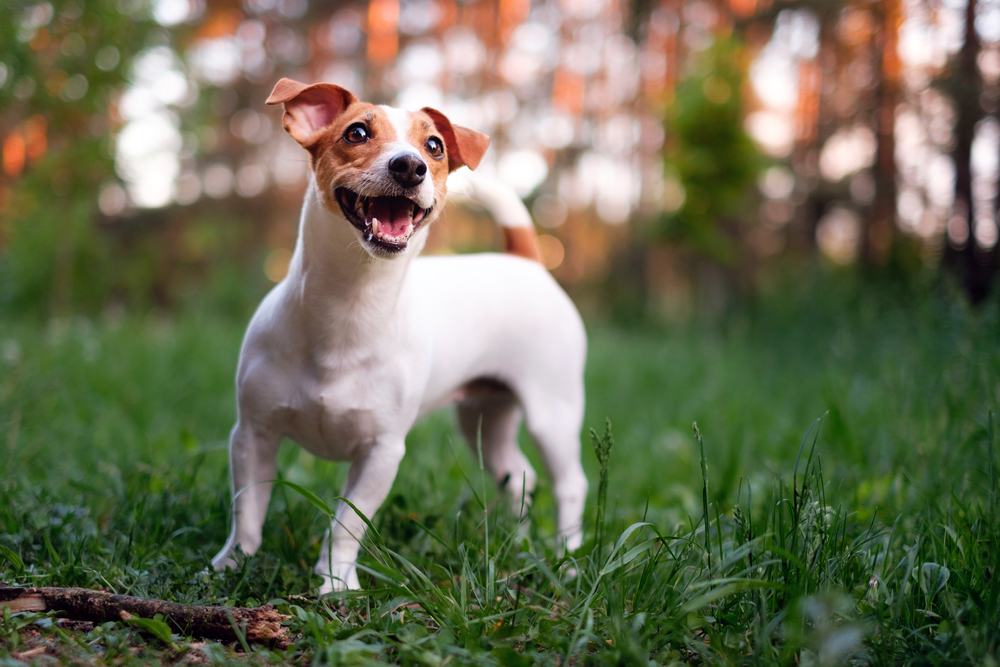 How Enormous Do Jack Russell Terriers Get? Vet-Verified Widespread Measurement, Weight & Improvement Chart – Dogster